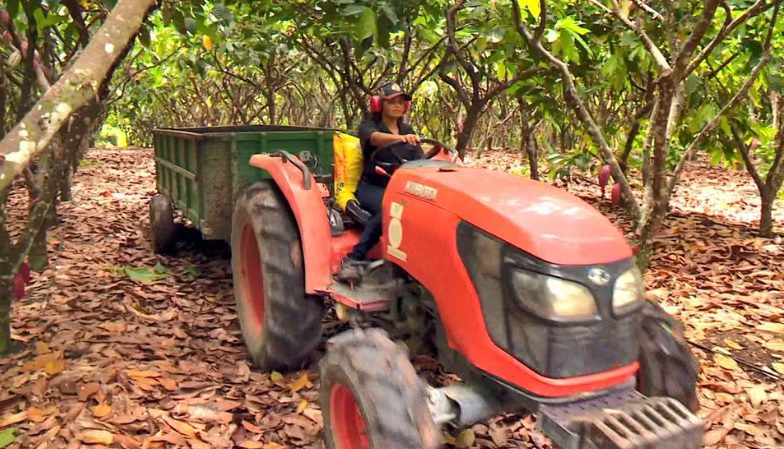 Cacau sustentável: Fazenda no ES usa até bactérias feitas em laboratório dentro da propriedade para combater pragas e reduzir agrotóxicos