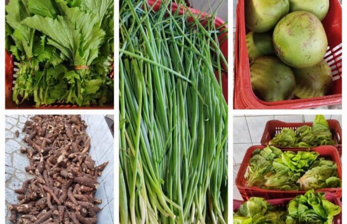 Programa de aquisição de alimentos beneficia mais de 130 famílias em Nova Venécia