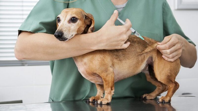 Prefeitura disponibilizará vacinas gratuitas contra viroses para cães e gatos na Praça 22 de Agosto na sexta (14) e sábado (15)