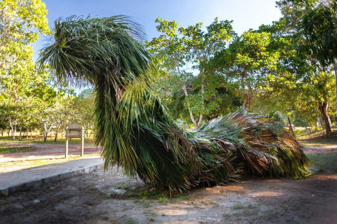 Museu Vale recebe exposição com esculturas gigantes feitas de folhagens