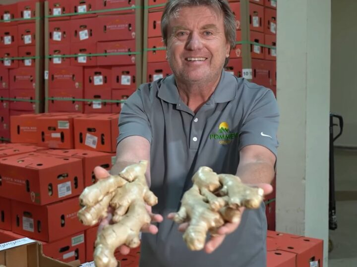 Norte do Estado é destaque no uso de bioinsumos para o cultivo de gengibre