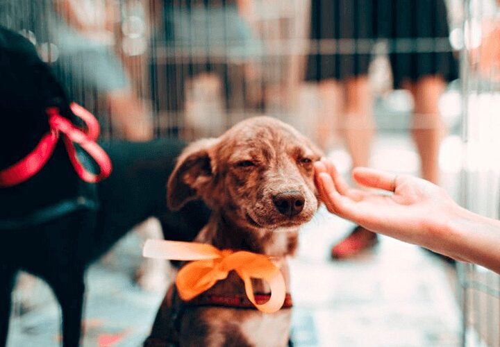 Canil municipal disponibiliza mais de 20 animais para adoção e reforça cuidado responsável