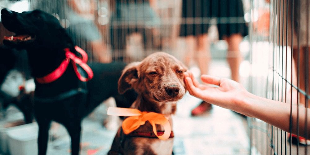 Canil municipal disponibiliza mais de 20 animais para adoção e reforça cuidado responsável