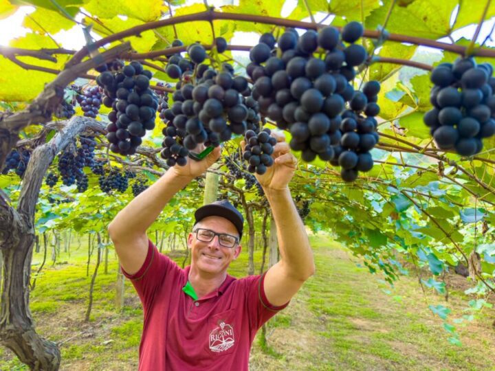 Linhares dá início à colheita de uvas na comunidade de São Judas, em São Rafael