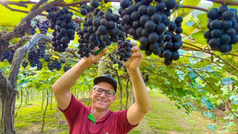 Linhares dá início à colheita de uvas na comunidade de São Judas, em São Rafael
