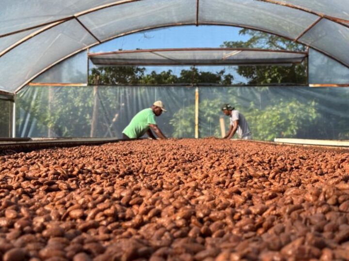 Dia Internacional do Chocolate destaca a força do cacau e dos chocolates de Linhares