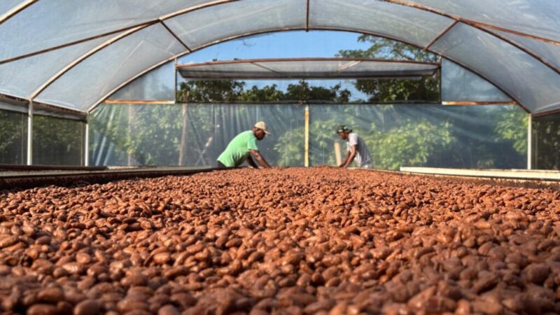 Dia Internacional do Chocolate destaca a força do cacau e dos chocolates de Linhares