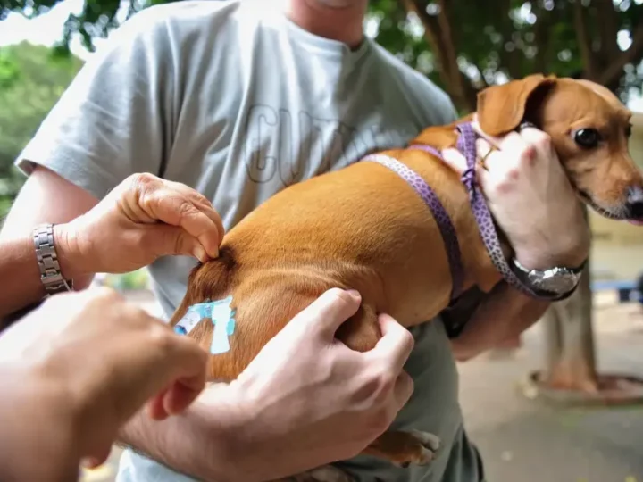 Linhares promove vacinação de cães e gatos neste sábado (10)