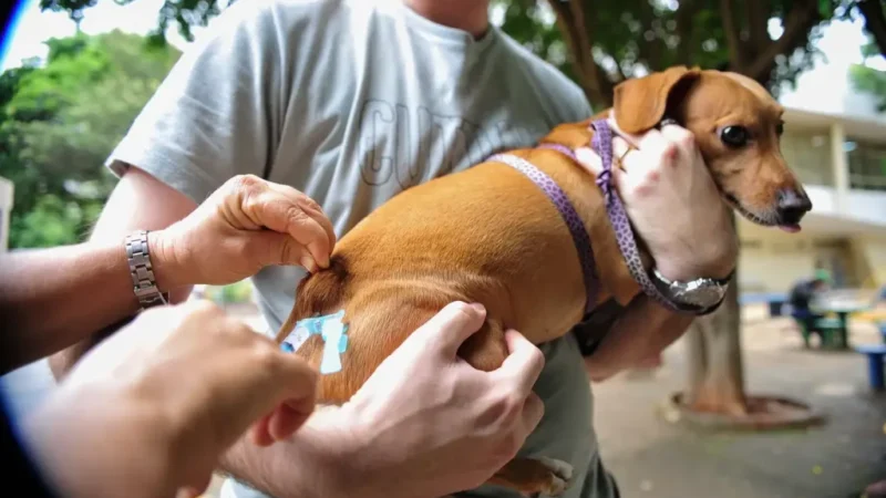 Linhares promove vacinação de cães e gatos neste sábado (10)