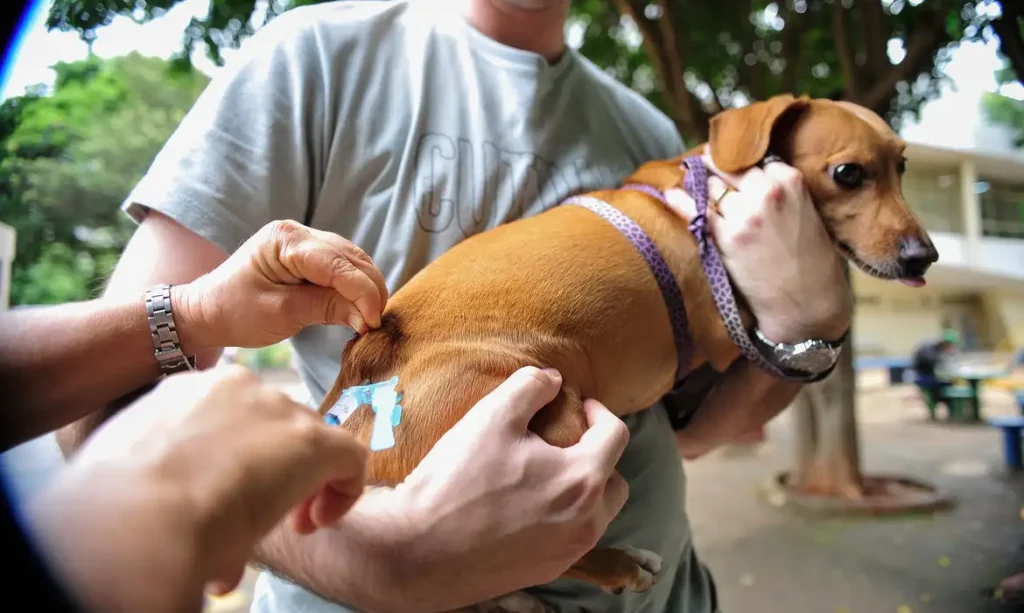Linhares promove vacinação de cães e gatos neste sábado (10)