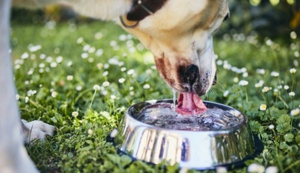 Bem-Estar Animal: Nova Orla de Cariacica Terá Ponto de Hidratação 24 Horas