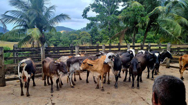 Polícia Civil recupera gado furtado em operação na Grande Vitória
