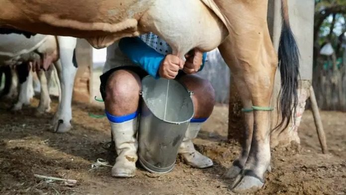 3° maior produtor de leite do Brasil, Espírito Santo discute problemas