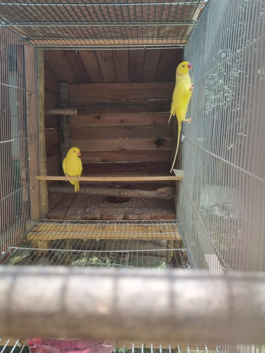 Iema e Policia Militar Ambiental apreendem aves silvestres e exóticas