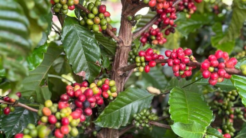 Café no Norte/Noroeste do Espírito Santo: Cotações da Semana com Estabilidade nos Preços