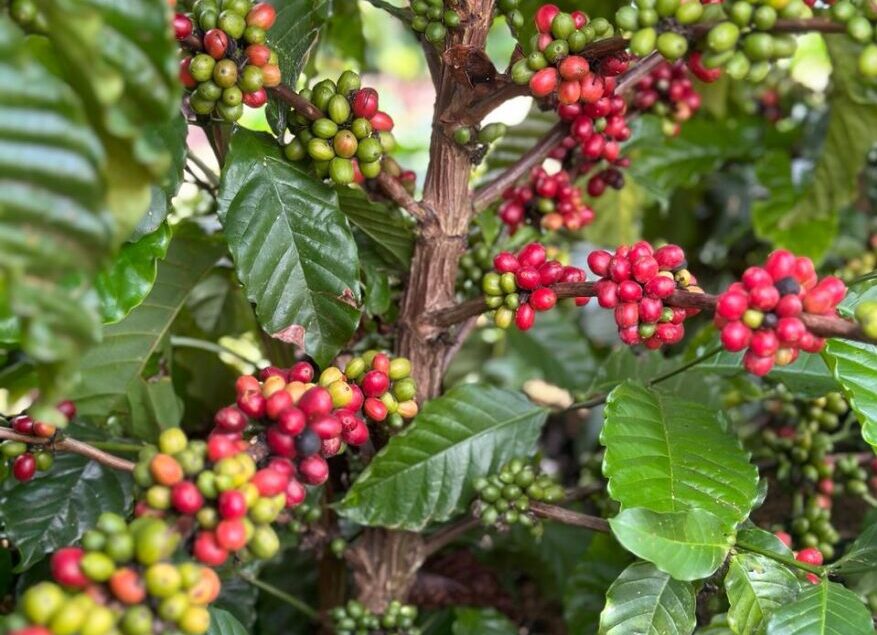 Café no Norte/Noroeste do Espírito Santo: Cotações da Semana com Estabilidade nos Preços