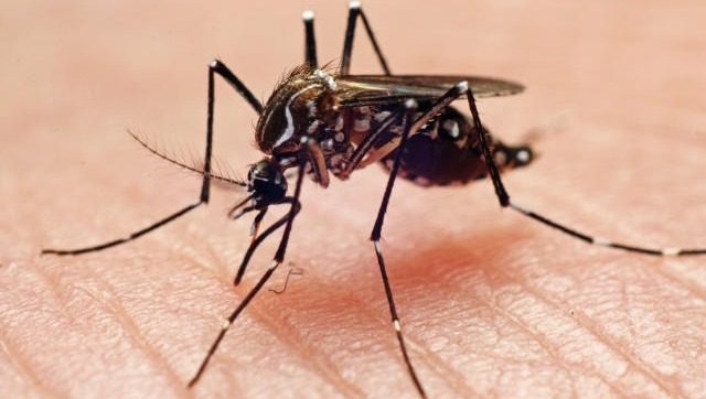 Colatina promove Dia “D” de Combate à Dengue neste Sábado