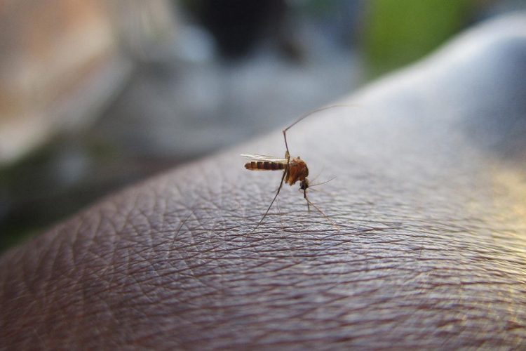 ES confirma 2ª morte por dengue em 2024; vítima é de Linhares