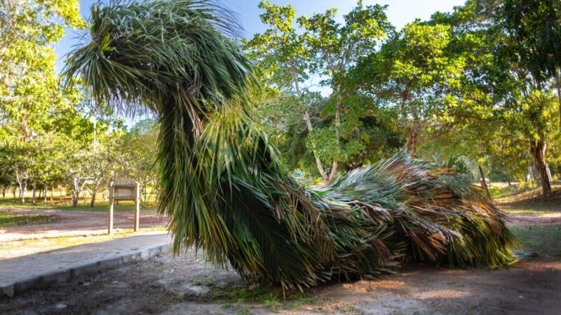 Museu Vale recebe exposição com esculturas gigantes feitas de folhagens