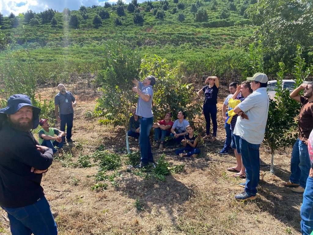 Prefeitura de Baixo Guandu e Incaper Realizam Capacitação em Poda de Citros para Produtores