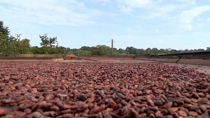 De olho no preço alto do cacau no mercado, criminosos invadem e roubam propriedade no Norte do ES