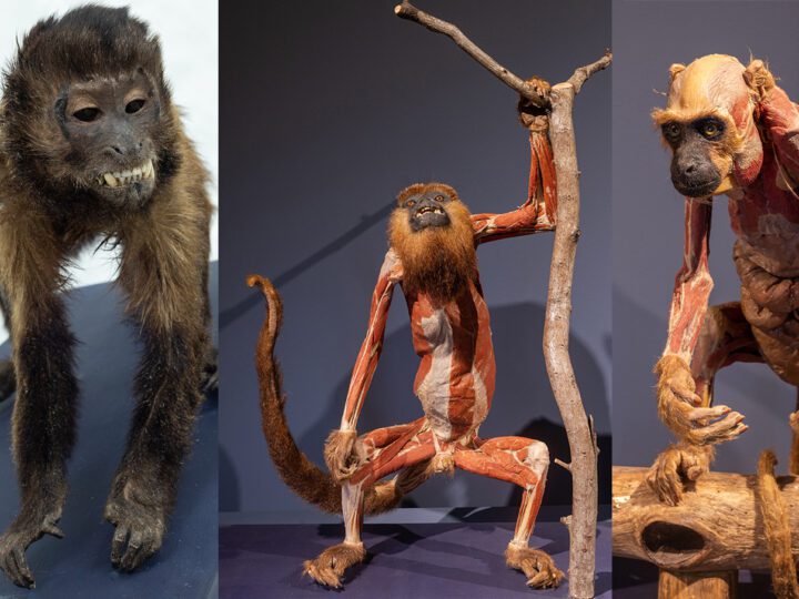 Exposição ‘Moradores da Floresta’ leva mais de 100 exemplares plastinados de animais silvestres e anatomia humana para municípios do Espírito Santo e outros estados