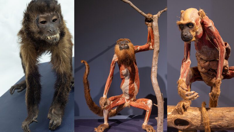 Exposição ‘Moradores da Floresta’ leva mais de 100 exemplares plastinados de animais silvestres e anatomia humana para municípios do Espírito Santo e outros estados