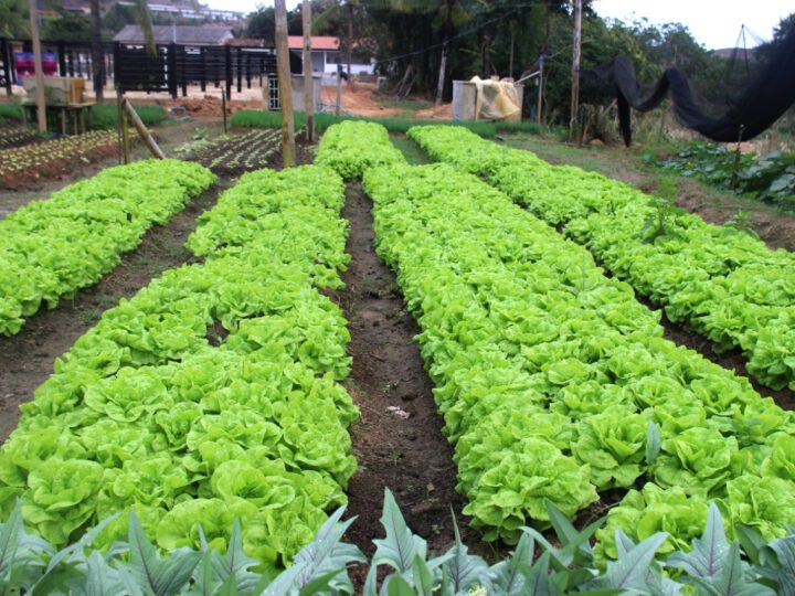 Em Barra de São Francisco foram produzidos 1.593 kg de legumes e frutas e 98 caixas de verduras em Hortão Municipal durante o mês de outubro