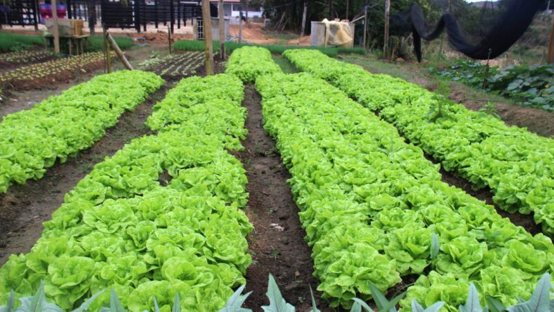 Em Barra de São Francisco foram produzidos 1.593 kg de legumes e frutas e 98 caixas de verduras em Hortão Municipal durante o mês de outubro