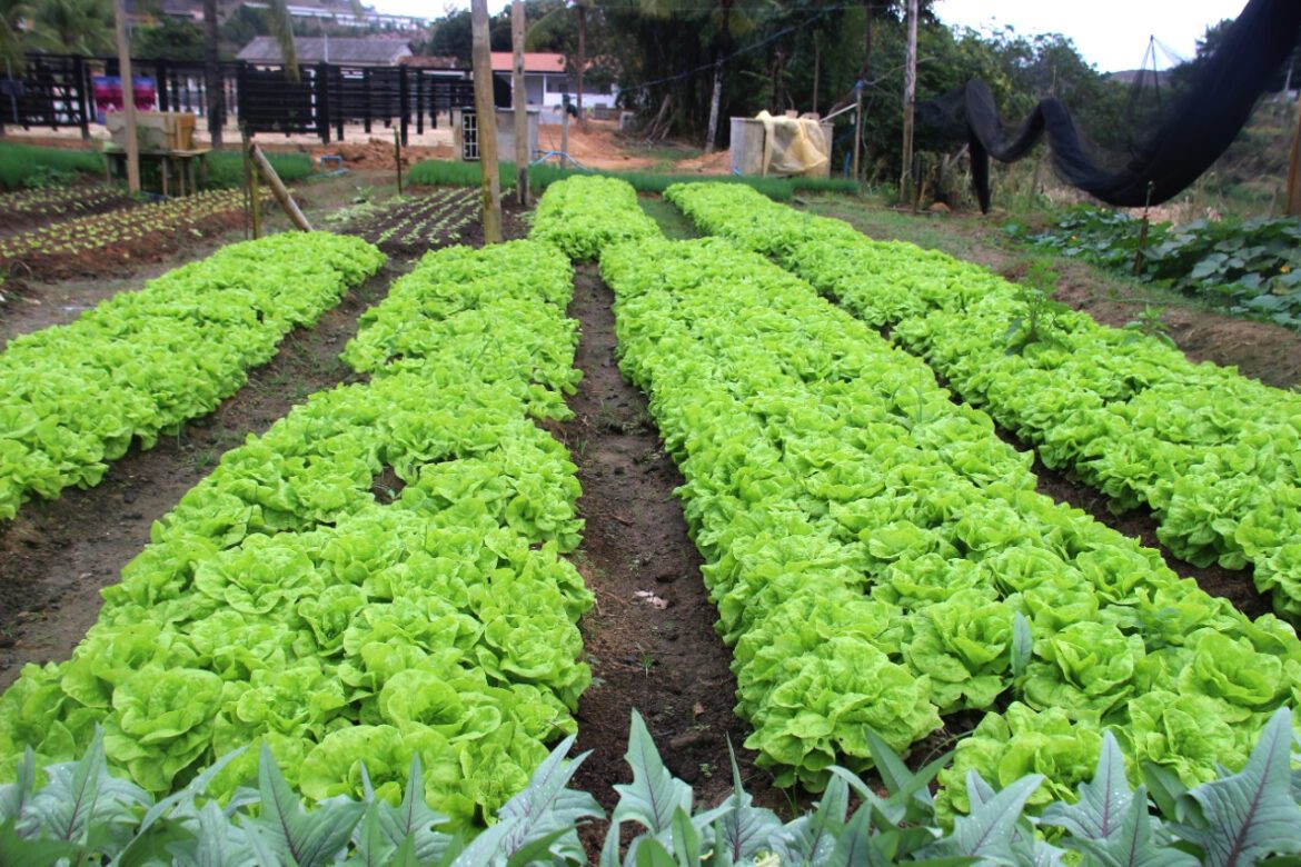 Em Barra de São Francisco foram produzidos 1.593 kg de legumes e frutas e 98 caixas de verduras em Hortão Municipal durante o mês de outubro