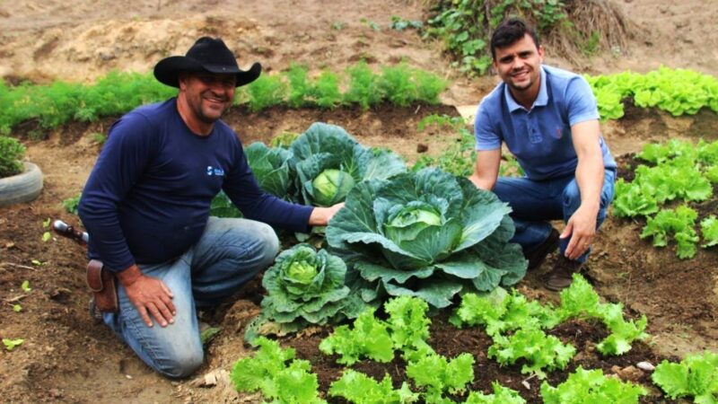 Até agora, o Hortão Municipal de Barra de São Francisco produziu 70 toneladas de alimentos