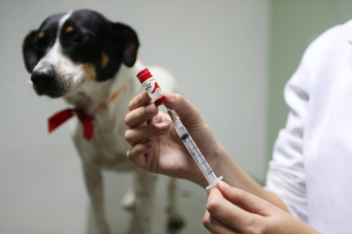 Cães e gatos serão vacinados em Regência neste fim de semana