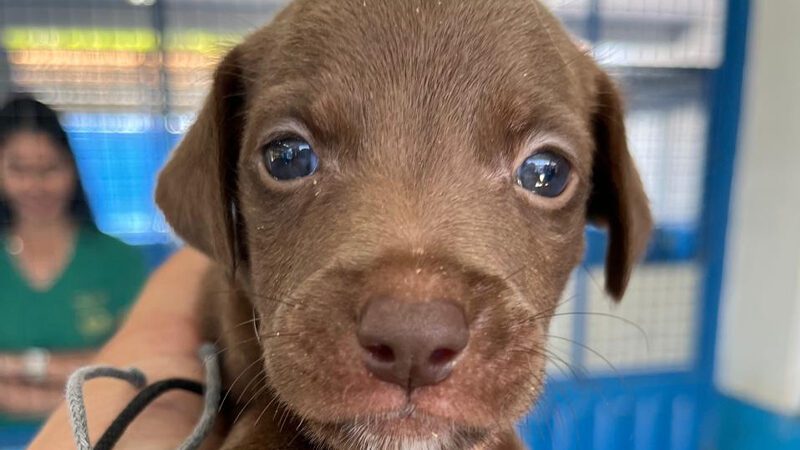 Feira de Adoção do Bem-Estar Animal de Colatina acontece neste domingo (23) com transporte gratuito para a população